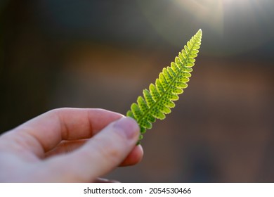 Hand Of A Man Holding The Tip Of A Small Young Fern Leaf On Sunny Background. Bright Green Leaf Back Lit By Sun Light. Blurred Background With Bokeh And Copy Space. Closeup.