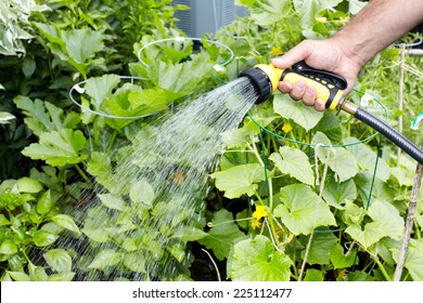 Hand Of Man With Hose Watering Vegetables Garden.