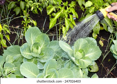 Hand Of Man With Hose Watering Vegetables Garden.