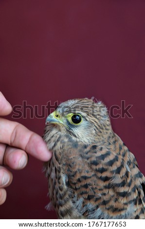 Similar – A young kestrel in the hands of its surrogate mother shortly after feeding