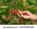 hand of a man pick cashew apple up from a tree in the field,farmer harvest cashew nut in farm on summer,cashew fruit and leaf on tree in nature,It is economic plant that is popular to eat as a snack