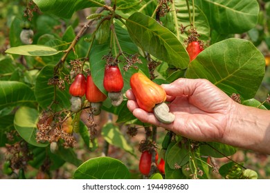 hand of a man pick cashew apple up from a tree in the field,farmer harvest cashew nut in farm on summer,cashew fruit and leaf on tree in nature,It is economic plant that is popular to eat as a snack - Shutterstock ID 1944989680