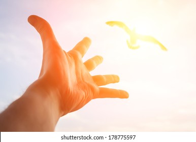 Hand of a man reaching to bird in the sky. Selective focus on a hand. 