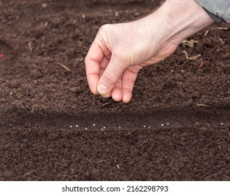 The Hand Of A Man Sowing Seeds In The Ground Close-up