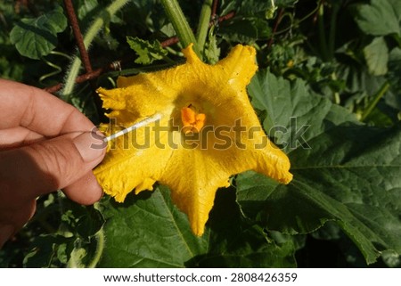 Hand manually pollinating a vibrant yellow zucchini, squash, or pumpkin flower with a cotton swab in a home garden
