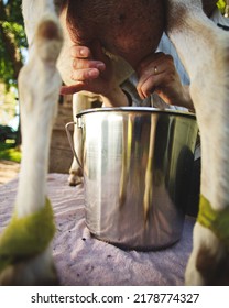 Hand Milking Dairy Goats On A Small Farm In Ontario, Canada.