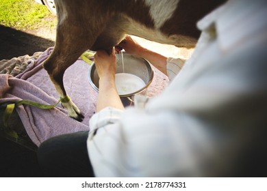 Hand Milking Dairy Goats On A Small Farm In Ontario, Canada.