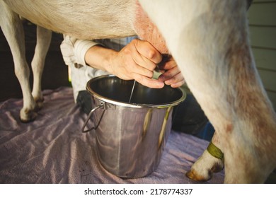 Hand Milking Dairy Goats On A Small Farm In Ontario, Canada.