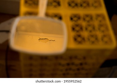 A Hand Mirror On A Milk Crate, Reflecting A Flaking, Cracked Hole In The Ceiling