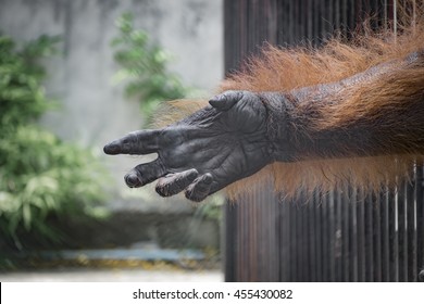 Hand Monkey 