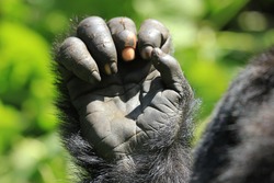 Hand Of A Mountain Gorilla, Huge Silverback, Seen In Bwindi Impenetrable National Park Uganda