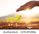 Hand nurturing and watering young baby plants growing in germination sequence on fertile soil at sunset background