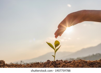 Hand Nurturing And Watering Young Baby Plants Growing In Germination Sequence On Fertile Soil At Sunset Background