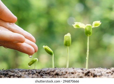 农业 生长的植物 植物幼苗 具有天然绿色背景的肥沃土壤中发芽序列生长幼幼儿植物的手培育与灌溉库存照片 立即编辑 Shutterstock