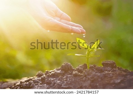 Hand nurturing and watering young plant on sunshine nature background, Vintage color tone, New Life concept 
