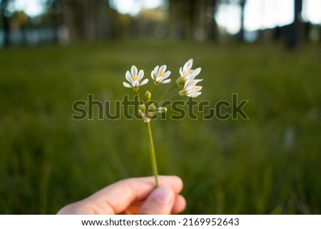 Hand offering small white flowers in a green environment. Beautiful flowers with a green background. Presents of nature