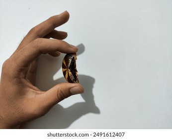 Hand with OK sign holding half eaten chocolate and vanilla flavored cookies. Close up of half eaten delicious chocolate vanilla cookies isolated in white background.
 - Powered by Shutterstock