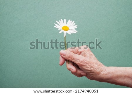 Hand of an old woman holding daisy flower. The concept of longevity. Seniors day. National Grandparents Day. 