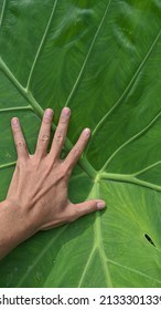 Hand On A Giant Elephant Ear Plant