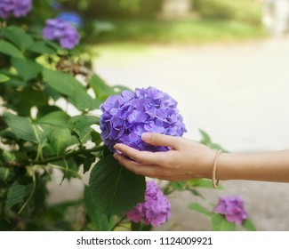 Hand on hydrangea