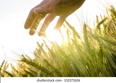 Hand Over Wheat Field In Early Summer Evening.