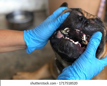 Hand Of Owner Wearing Blue Gloves With Checks Teeth Or Health Of Adorable French Bulldog Puppy For Dental Health, Cute Dog. Selective Focus.