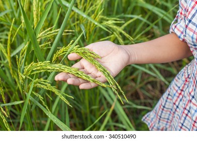 hand and paddy rice