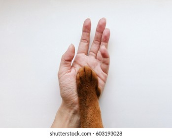 Hand And Paw Of Abyssinian Cat On Light Background Like A Symbol Of Friendship Between Human And Pet.