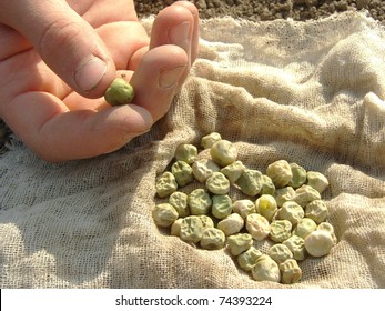 Hand With Peas Seeds Ready To Sowing