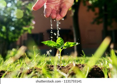 A hand of a peasant man to be drunk to a freshly planted shoot to give life to a new plant. Concept of: bio, connectivity, life, agriculture and nature