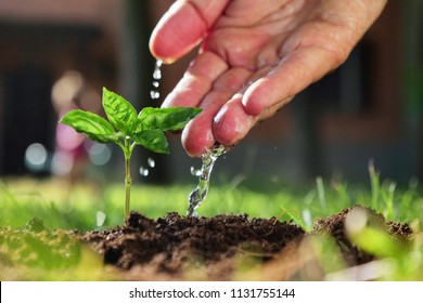 A hand of a peasant man to be drunk to a freshly planted shoot to give life to a new plant. Concept of: bio, connectivity, life, agriculture and nature