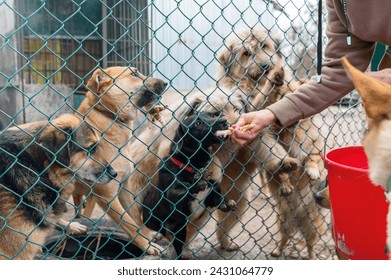 Hand of a person feeding stray dogs through a chain-link fence at an animal shelter. Homeless eating dogs in a shelter cage - Powered by Shutterstock
