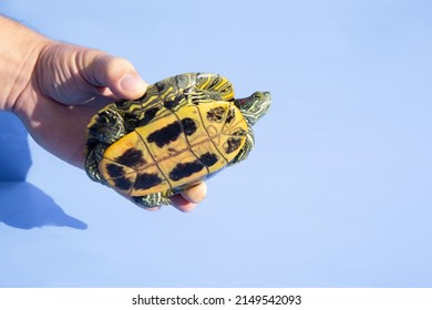 677 Turtle stretching Images, Stock Photos & Vectors | Shutterstock