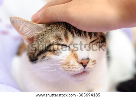 Hand of person stroking head of cute cat