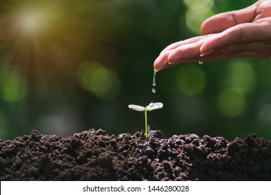 Hand Of Person Watering Young Tree In The Garden With Sunshine On Nature Background.
