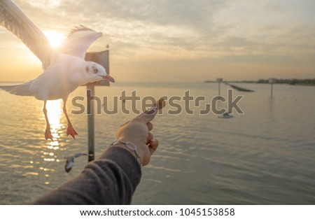 The hand of the person who filed the food to the seagulls flying hover come around to eat.