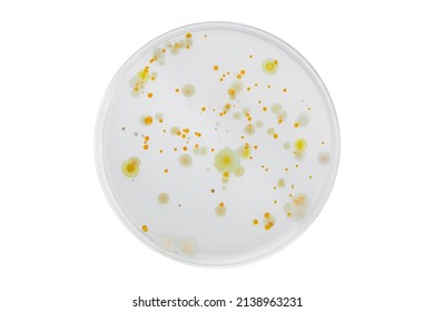 Hand with Petri dish or culture media with bacteria on white background with clipping path, Test various germs, virus, Coronavirus, COVID-19, Microbial population count, Food science.