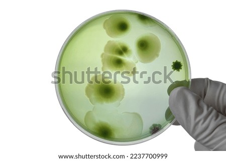 Hand with Petri dish or culture media with bacteria on white background with clipping, Test various germs, virus, Coronavirus, COVID-19, Microbial population count. Food science.