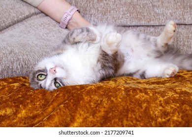 Hand Petting An Affectionate Fluffy Cat Close Up