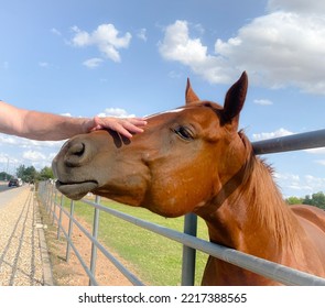 Hand Petting A Horse Behind A Fence