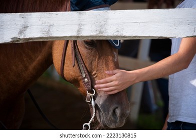 Hand Petting A Horse Behind A Fence