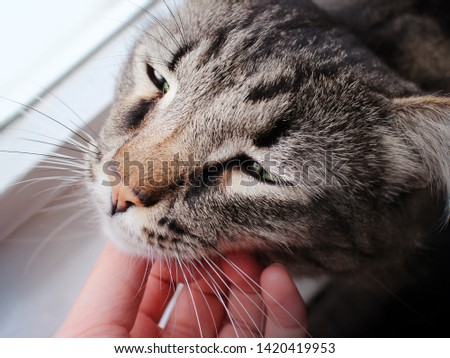 Hand petting old sick brown striped sad senior cat. Poor lost cat care. Purring kitty. 