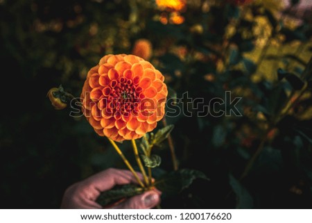 Hand picked blossoms. Hand holding a bloom. Top view of exotic flowers.