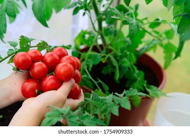Hand picked homegrown organic cherry tomatoes, tomatoes in pots, grow bag, grow your own vegetables in a pot at home, greenhouse - Shutterstock ID 1754909333