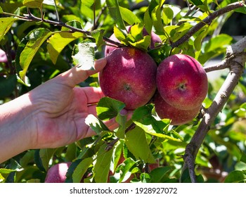 A Hand Picking An Apple From A Tree