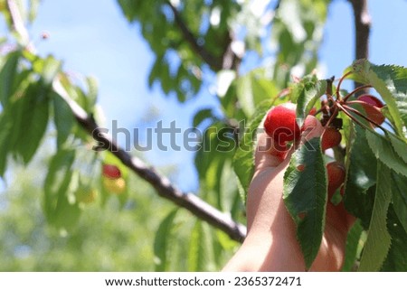 Hand picking bing cherries off cherry tree