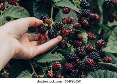 Hand Picking Blackberries