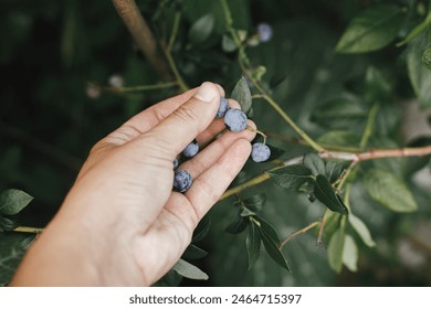 Hand picking blueberry from branch branch closeup in organic garden. Homestead lifestyle, growing and gathering berries. Gardening wallpaper - Powered by Shutterstock