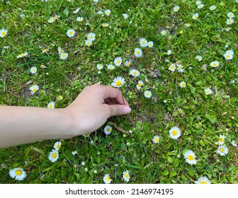 Hand Picking Chamomile Flowers On The Grass 