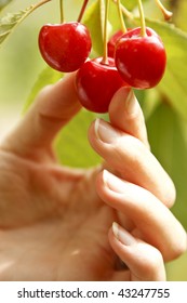 A Hand Picking A Cherry.